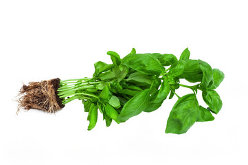 Fresh green basil in the ground with roots isolated on a white background. Garden. Farming. Sprouts...