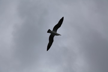 single bird flying in the sky
