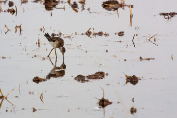 Bird Ruff searching food in muddy water