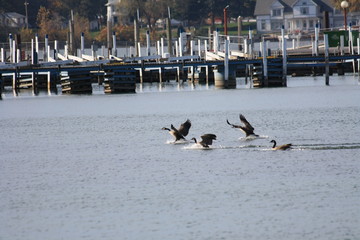 birds flying over a lake in Ohio city