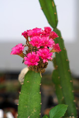 cactus flowers in the garden