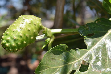 Noni Fruit, still attached to the branch, the island of Java