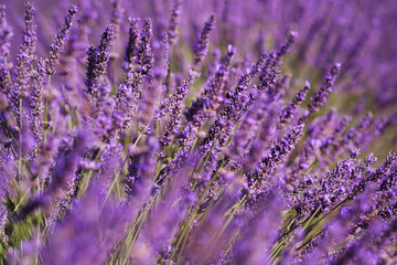 Selective focus on lavender flower. Valensole in Provence, France.