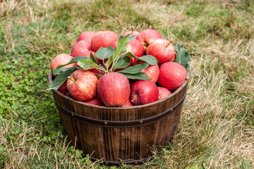 Red apples in a basket in autumn orchard.