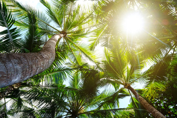 Coconut palm trees on sandy beach near the sea. Summer holiday and vacation concept