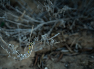 dragonfly