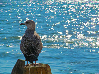 Seagull on wooden pillar in Venice, Italy. Scenic view closeup on Venetian landmark - water surface of Grand Canal and beautiful single bird.