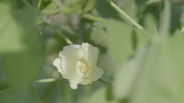 和綿の綺麗な花