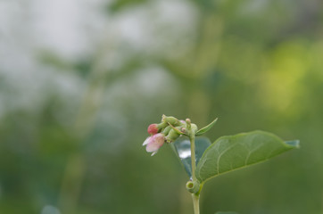 twig of a common snowberry with pink buds and flower