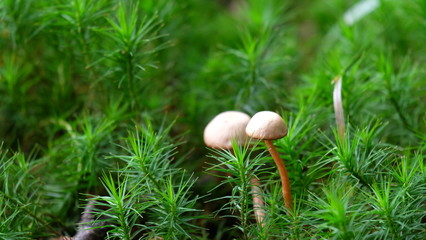 mushroom in moss