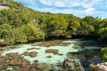 ニューカレドニア ロイヤルティ諸島　マレ島の自然水族館
