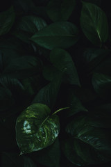 Dark and moody image of green leaves, dark tone photo