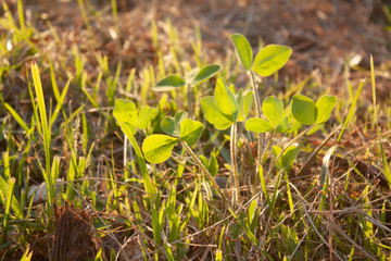 夕焼けのクローバー