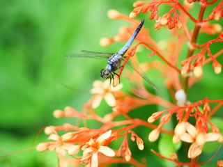 Blue dasher dragonfly with pattern of yellow and orange on the side of the body, Predator insects with transparent wing on red ixora pavetta blossom