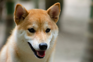 Cute Japanese dog Shiba Inu,close-up,select focus.