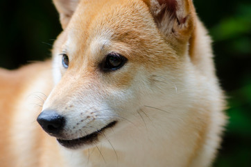 Cute Japanese dog Shiba Inu,close-up,select focus.