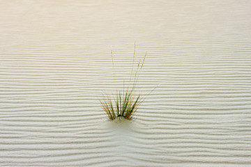 The texture background with the ripple sand surface and lonely green grass