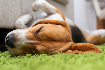 Cute beagle puppy lying on a green carpet at home. Purebred, bes