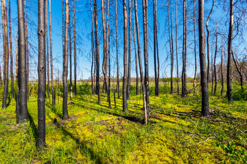 Young green grasses in the dead pine forest after last year wildfire