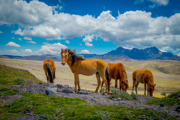 Wild horses in the Andes Mountains, wandering and grazing on fresh green field freely in the...