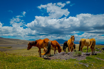 Fototapeta na wymiar Wild horses in the Andes Mountains, wandering and grazing on fresh green field freely in the morning.