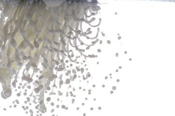 flying splashes, jets and drops of white milk hovered in the air on a white background