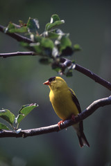 American Goldfinch (Spinus Tristis)