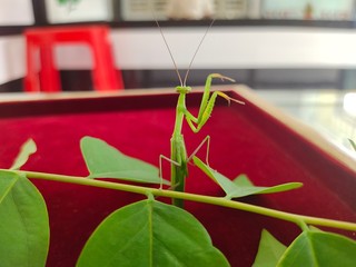 Praying mantis. A bright green mantis with open wings. Closeup. Copy spaces. 