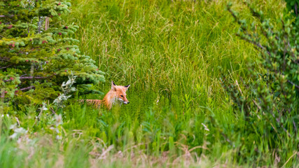 Wild Red Fox
