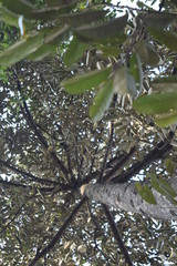 The sun rises in the middle of Semarang, towering, photos from the bottom up