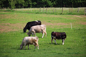 Obraz premium Cows of different colors graze in a green meadow on a sunny day