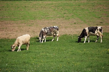Cows of different colors graze in a green meadow on a sunny day
