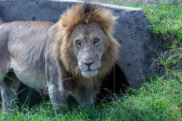 Obraz premium Teh Majestic African Lion