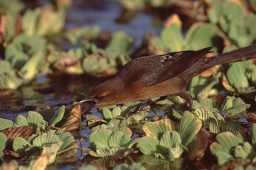 Boat-Tailed Grackle (Quiscalus Major)