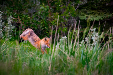 Wild Red Fox