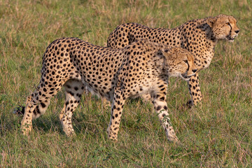 Fototapeta na wymiar Cheetahs On the Prowl