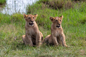 Fototapeta na wymiar Teh Lion Cubs