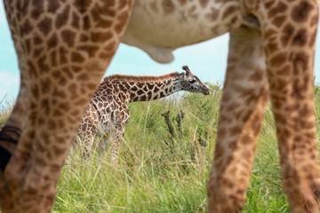 Giraffe on Giraffe