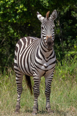 the Lone Zebra looking at the camera © Jaideep