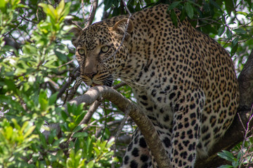 The Leopard In the Tree
