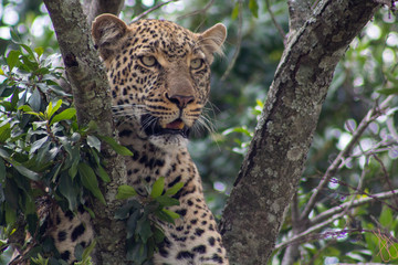 The Leopard In the Tree