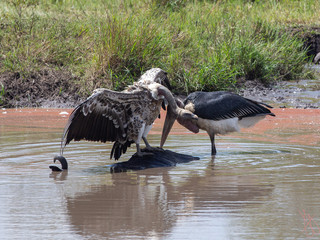 the white Backed Vulture and the Marabou Stork