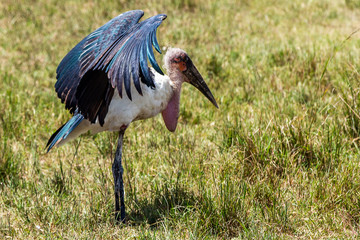  The Maribou Stork of Africa