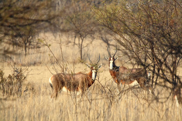 Naklejka premium Blesbok (Damaliscus pygargus phillipsi) in South Africa