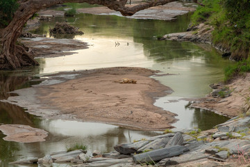 The lioness sleeping on the island in the river