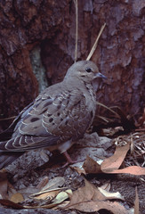 Common Ground Dove (Columbina Passerina) Pigeon