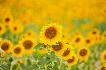 Field of sunflowers. Close up of sunflower against a bright field.
