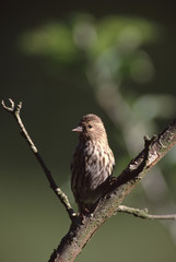 House Finch (Haemorhous Mexicanus)