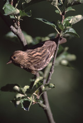 House Finch (Haemorhous Mexicanus)