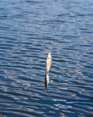 caught fish on a fishing line in a river